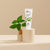 Natural Toothpaste – Fresh Mint - The Humble Co.